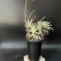 多肉植物,観葉植物,塊根植物,コーデックス,珍奇植物の画像