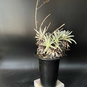 多肉植物,観葉植物,塊根植物,コーデックス,珍奇植物の画像