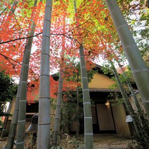 タケ,イロハモミジ,花散歩,OLYMPUS,ミラーレス一眼の画像