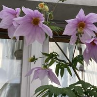 皇帝ダリア,花のある暮らし,皇帝ダリアリレー,長岡市営 緑化センター花テラス,花咲く乙女たち♡の画像