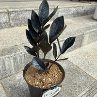 ザミオクルカス  レイヴン,観葉植物,モニター,PR,ハクサンの画像