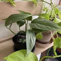 ポトス,エピプレムナム・ピナツム セブブルー,エピフレブナム セブブルー,観葉植物,室内の画像