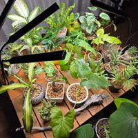 多肉植物,観葉植物の画像