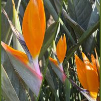 ストレリチア,ストレリチア,フェイジョア,フェイジョア,フェイジョアの画像