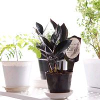 ザミオクルカス,ザミオクルカス  レイヴン,観葉植物,PR,モニター当選の画像