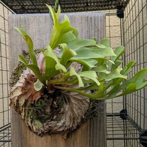 ビカクシダ リドレイ,ビザールプランツ,植中毒,癒しのひと時,タニラーの画像