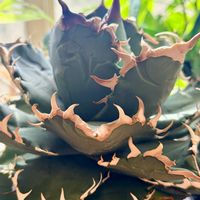 アガベ,福建白鯨,アガベ属,アガベ　チタノタ福建白鯨の画像