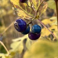 クレマチス,ツルウメモドキ,ヤマボウシの実,ノブドウ,つる性植物の画像