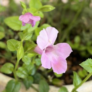PWスーパートレニアカタリーナピンクリバー,PWスーパートレニアカタリーナピンクリバー,ガーデニング,花のある暮らし,ナチュラルスタイルの画像