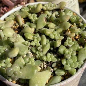 コンパクツム,茶傘,吹雪の松,グラプトペタルム メンドーザエ,リメ缶の画像