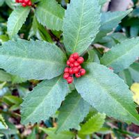 センリョウ,赤い実,さんぽ,日本原産,センリョウ科の画像
