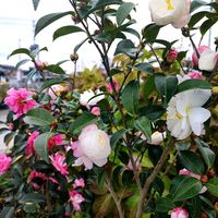 アイビーゼラニウム,サザンカ,ストック,セイタカアワダチソウ,ディアスシアの画像