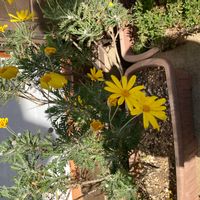 ユリオプスデージーの画像