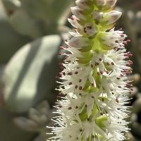 ツメレンゲ,多肉植物,白い花,小花,花のある暮らしの画像