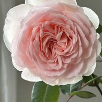 シャコバサボテン,ハイビスカス,ブーゲンビリア,メルヘン ツァウヴァー,今日のお花の画像