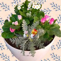 プリムラ マラコイデス,バラ咲きジュリアン,カナディアン,シルバーレース,寄せ植えの画像