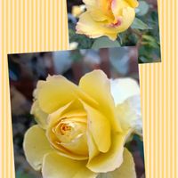 鉢植え,ビタミンカラー,癒し…♡,かわいらしい,おうち園芸の画像