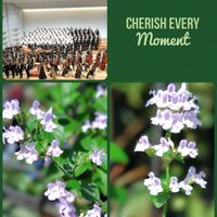 カラミンサ,カラミンサ,花のある暮らし♡,ウクライナに平和を,武器ではなく花をの画像