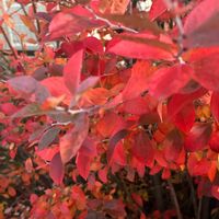 ブルーベリー,ナチュラルガーデン,紅葉（こうよう）,花と暮らす,四季の風景の画像