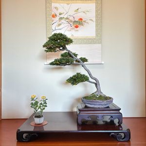 ハナイソギク(花磯菊）,盆栽,サツキ盆栽,添え草,和室の画像