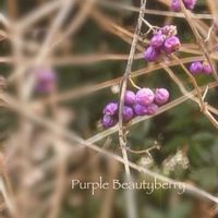 コムラサキ,いつもありがとうございますの画像