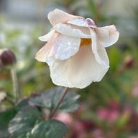 シュウメイギク,秋明菊,おうち園芸の画像