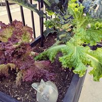 レタス,緑のある暮らし,みどりのある暮らし,カインズ,小さな庭の画像