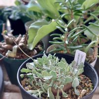 オトンナ・カカリオイデス,オトンナ・ピグマエア,オトンナ属,塊根,成長中の画像