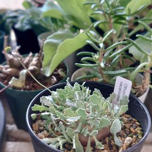 オトンナ・カカリオイデス,オトンナ・ピグマエア,オトンナ属,塊根,成長中の画像