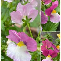 ネメシア,花のある暮らし,おうち園芸,花ブローチ倶楽部,コラージュ仲間達の画像