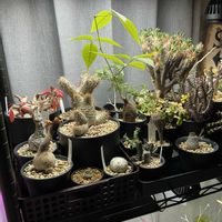 フォッケア・エデュリス,ユーフォルビア・マハボボケンシス,コミフォラ モンストローサ,キフォステンマ・パキプス,ユーフォルビア ノベリーの画像