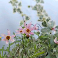 コレオプシス,コレオプシス　タンドレス,バルコニー/ベランダ,ベランダの画像