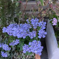 ネメシア,ヒデンス,寄植え,可愛いね♡,お出かけ先の画像