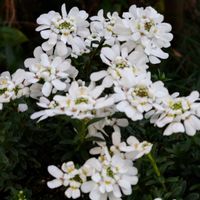 イベリス,癒される,感謝,花のある暮らし,しあわせの画像