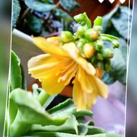 レウィシア,花のある暮らし♡,おうち園芸,和室の画像