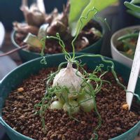 ユーフォルビア・エクロニー,オオニソガラム・コルガータ,ユーフォルビア,塊根,成長中の画像