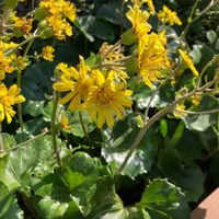 ツワブキの画像