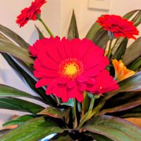 ガーベラ,お出かけ先の画像