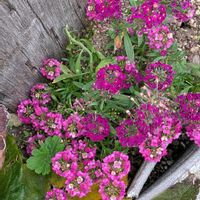 スカビオサ,マツムシソウ （スカビオサ）,スイート  アリッサム,スイート  アリッサム,アリッサム(スィートアリッサム)の画像