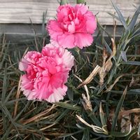 カーネーションの画像