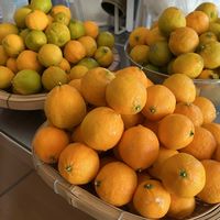 レモン,マイヤーレモン,地植え,綺麗,収穫祭の画像