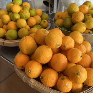 レモン,マイヤーレモン,地植え,綺麗,収穫祭の画像