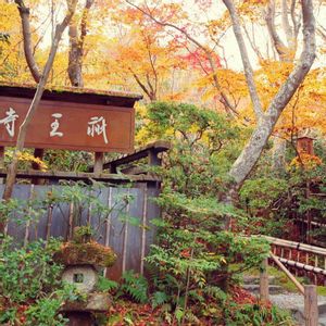 モミジ,紅葉,イロハモミジ,嵐山,嵯峨野の画像