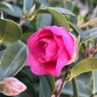 山茶花(さざんか）,地植え,花のある暮らし,綺麗,綺麗な色の画像