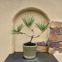 マツ,黒松,盆栽,DULTON,今日のお花の画像