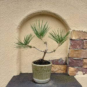 マツ,黒松,盆栽,DULTON,今日のお花の画像