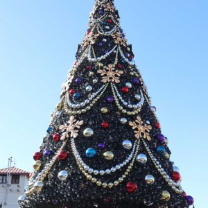 シクラメン,クリスマス,癒される,楽しい！,ディズニーシーの画像