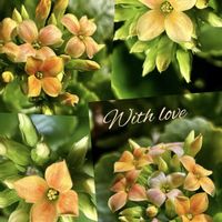 カランコエ,元気をありがとう,みんなが幸せに〜〜♡の画像