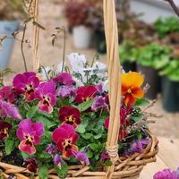 寄せ植え,玄関アプローチ,庭の画像