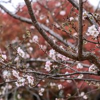 紅葉,散歩,庭園,さくら 桜 サクラ,花いろいろの画像